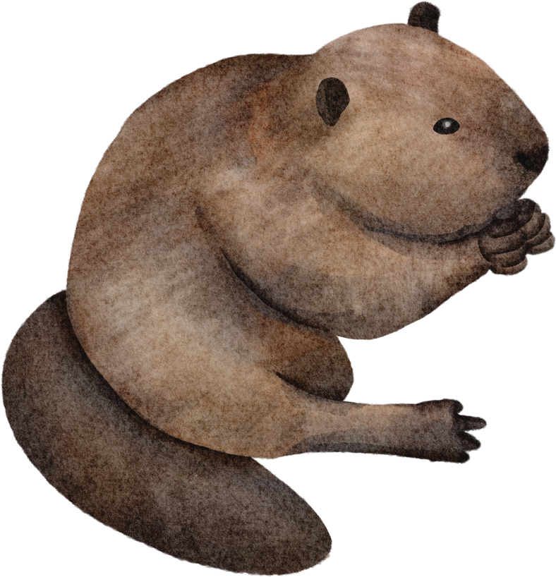Beaver